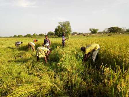 récolte du riz 11/2019